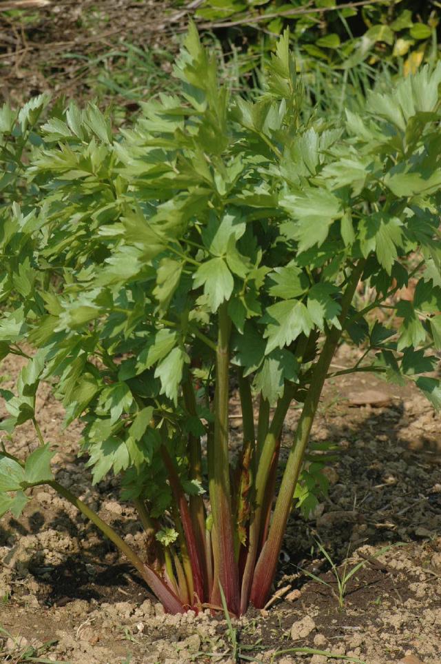 Livèche (Levisticum officinale) : plantation, entretien et récolte