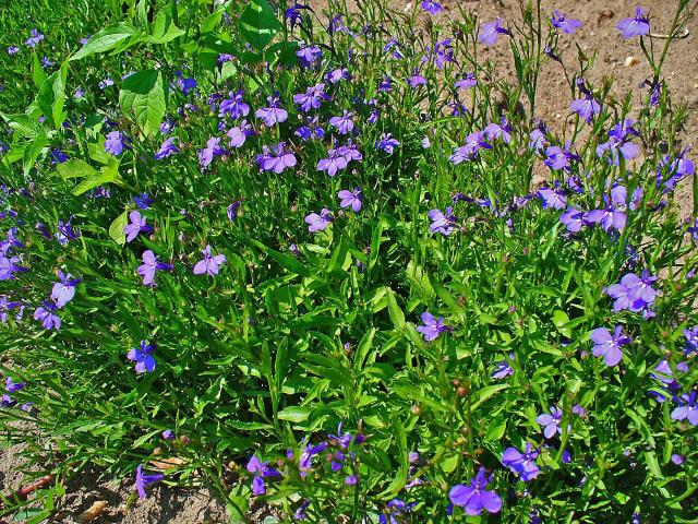 Lobélie (Lobelia erinus) : plantation, floraison et entretien