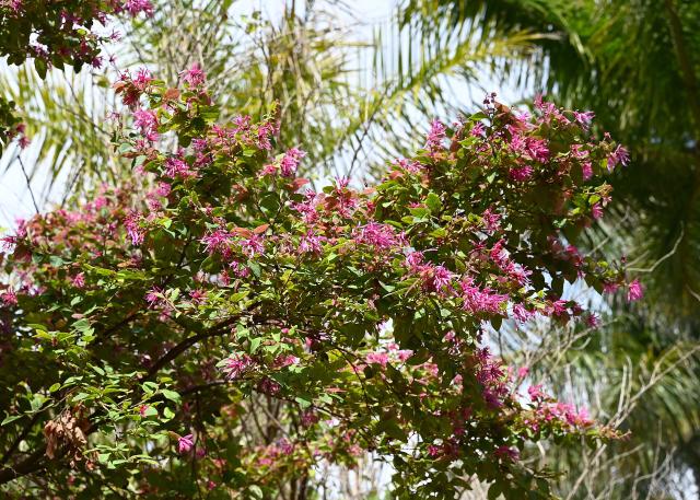 Loropetalum (Loropetalum chinense) : plantation, taille et entretien