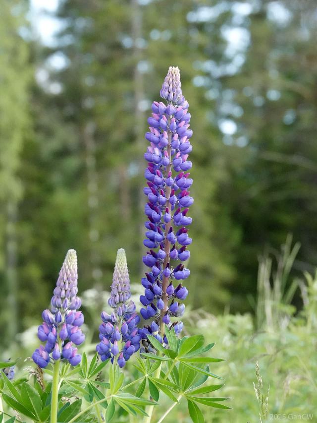 Lupin (Lupinus polyphyllus) : plantation, entretien et limites au jardin