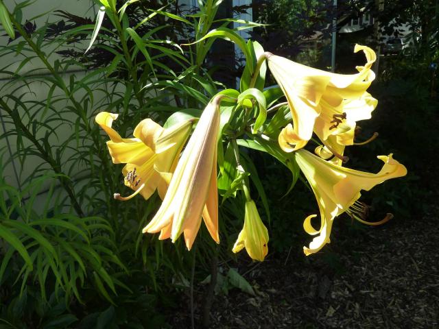 Lys (Lilium) : plantation, floraison et entretien au jardin