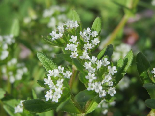 Mâche (Valerianella locusta) : semis, culture et récolte