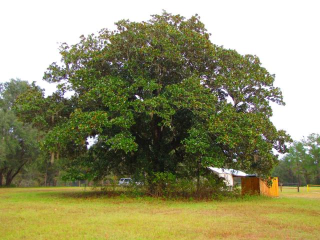 Magnolia grandiflora (magnolia persistant) : plantation, taille et entretien
