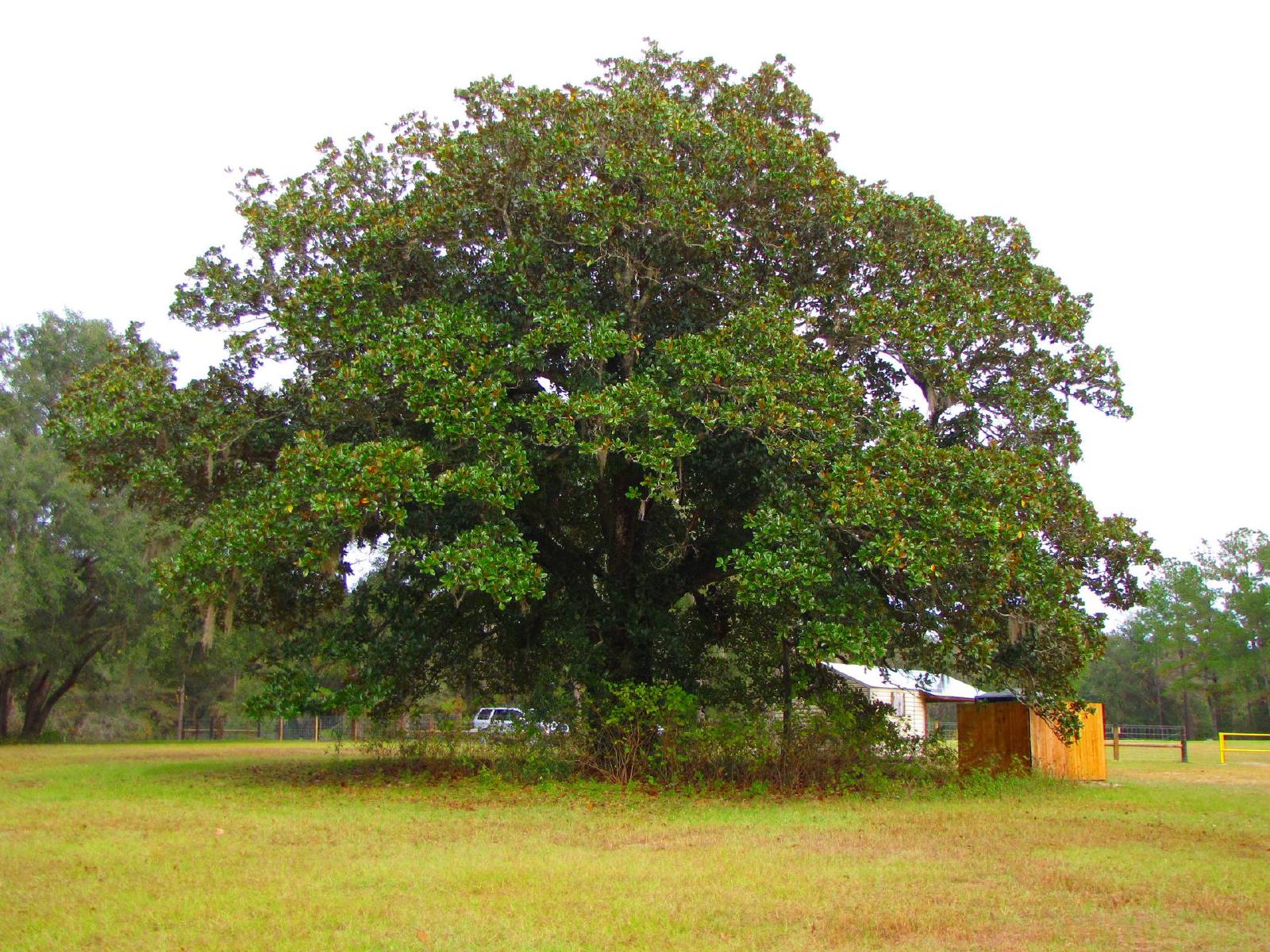 Magnolia persistant