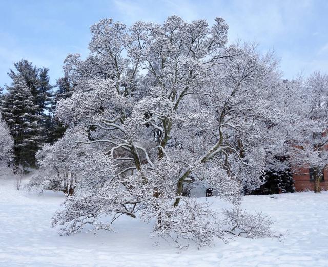 Magnolier (Magnolia × soulangeana) : plantation, taille et entretien