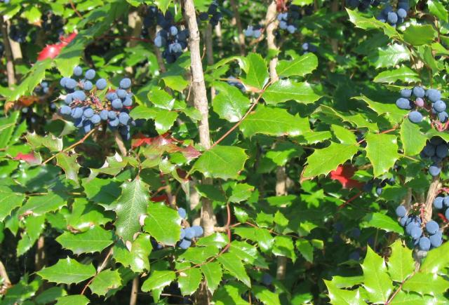Mahonia (Mahonia aquifolium) : plantation, taille et entretien