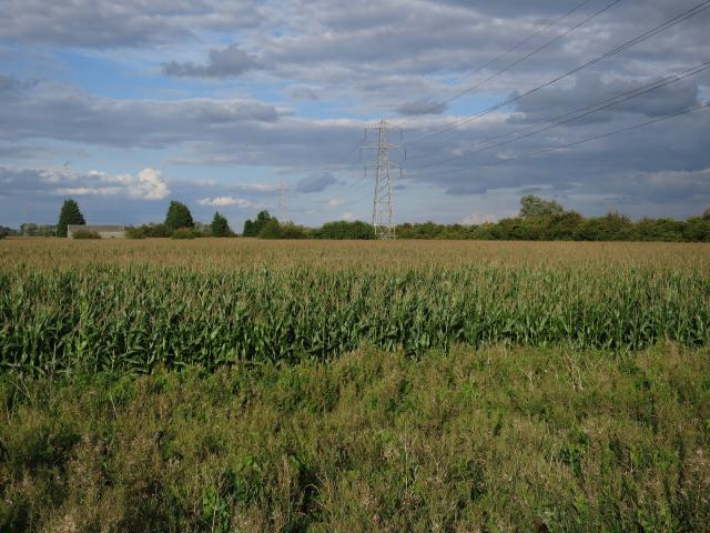 Maïs (Zea mays) : semis, culture et récolte au potager