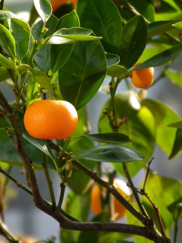 Mandarinier (Citrus reticulata) : plantation, taille et entretien