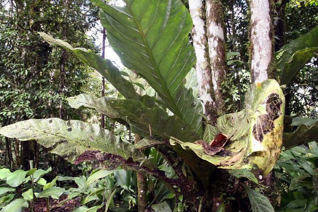 Maranta leuconeura : entretien, arrosage et humidite en interieur