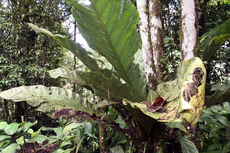 Maranta
