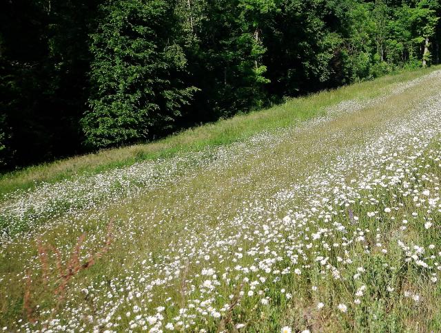 Marguerite (Leucanthemum vulgare) : plantation, floraison et entretien