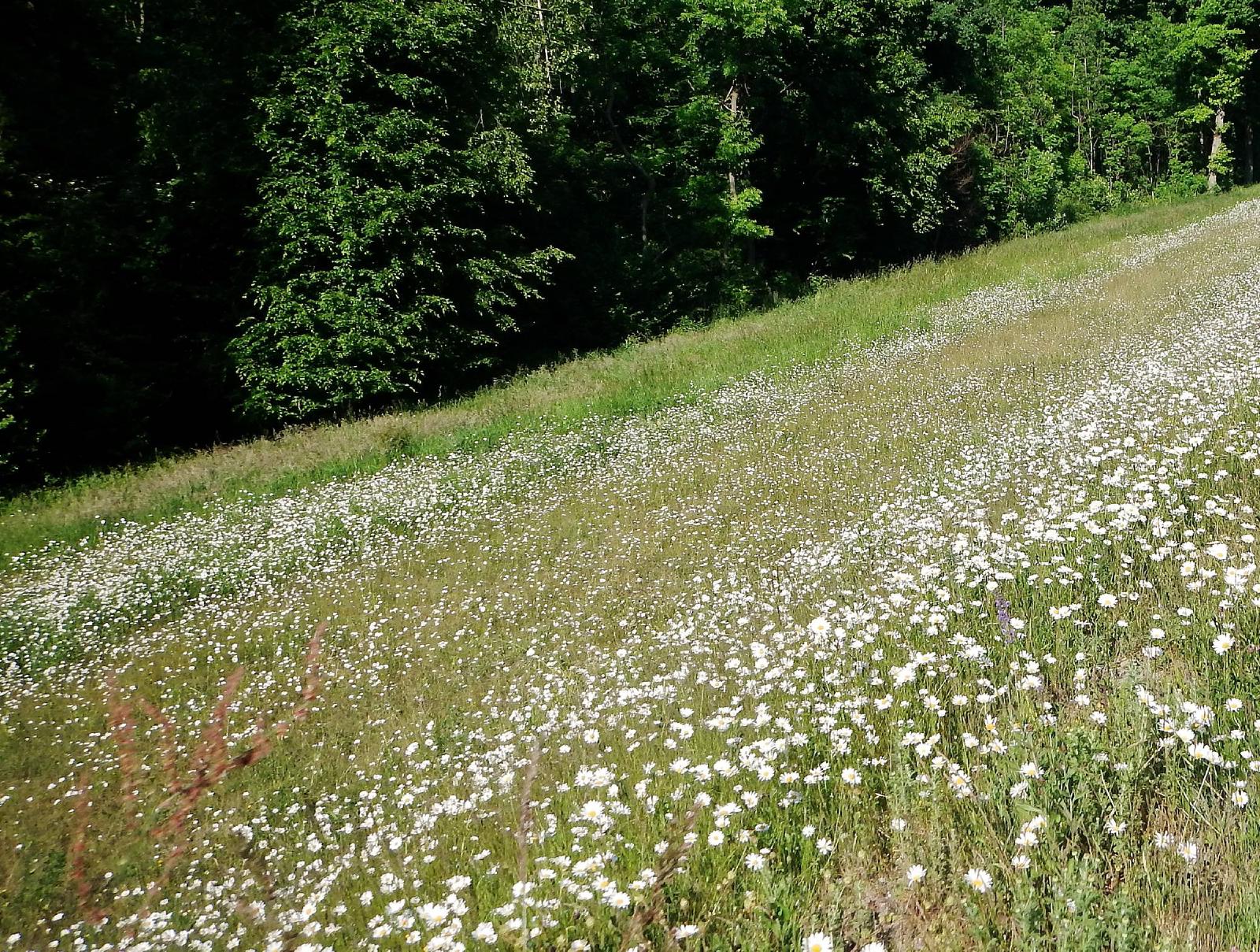 Marguerite