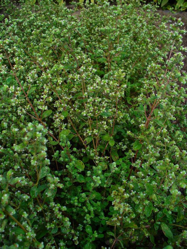Marjolaine (Origanum majorana) : plantation, entretien et récolte