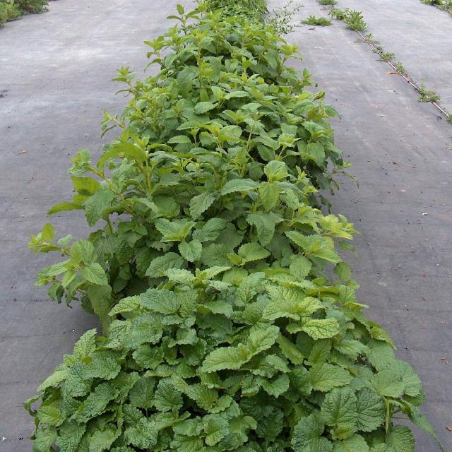 Mélisse citronnelle (Melissa officinalis) : plantation, entretien et récolte