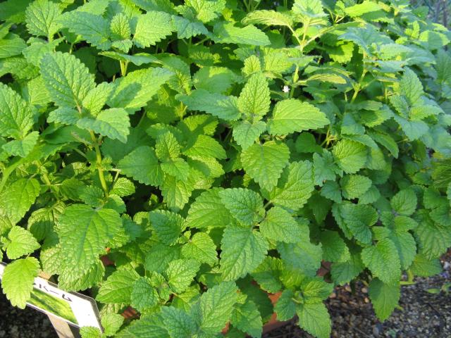 Mélisse officinale (Melissa officinalis) : plantation, entretien et récolte