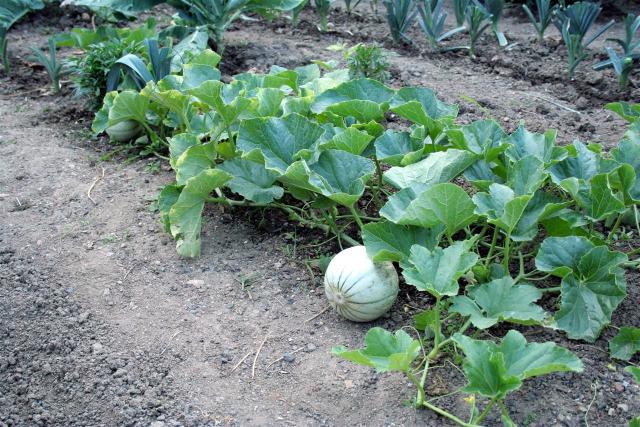 Melon (Cucumis melo) : semis, plantation et culture