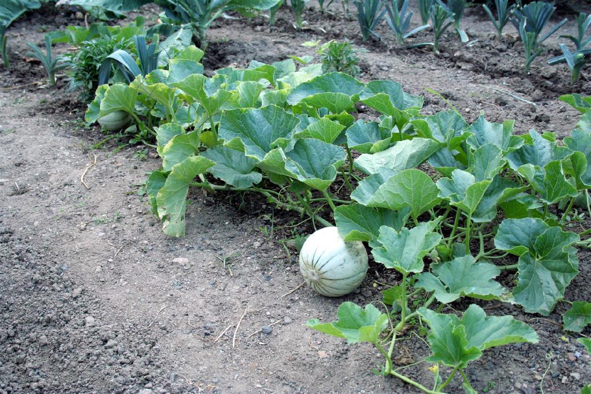 Melon