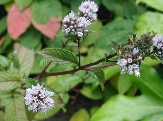 Menthe poivree (Mentha × piperita) : plantation, entretien et recolte
