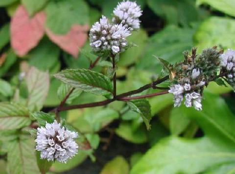 Menthe poivree