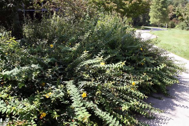 Millepertuis arbustif (Hypericum × hidcoteense) : plantation, taille et entretien