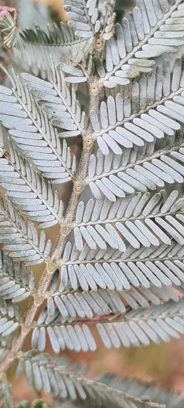 Mimosa (Acacia dealbata) : plantation, taille et entretien