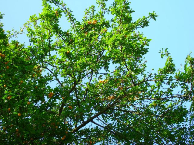 Mirabellier (Prunus domestica subsp. syriaca) : plantation, taille et entretien