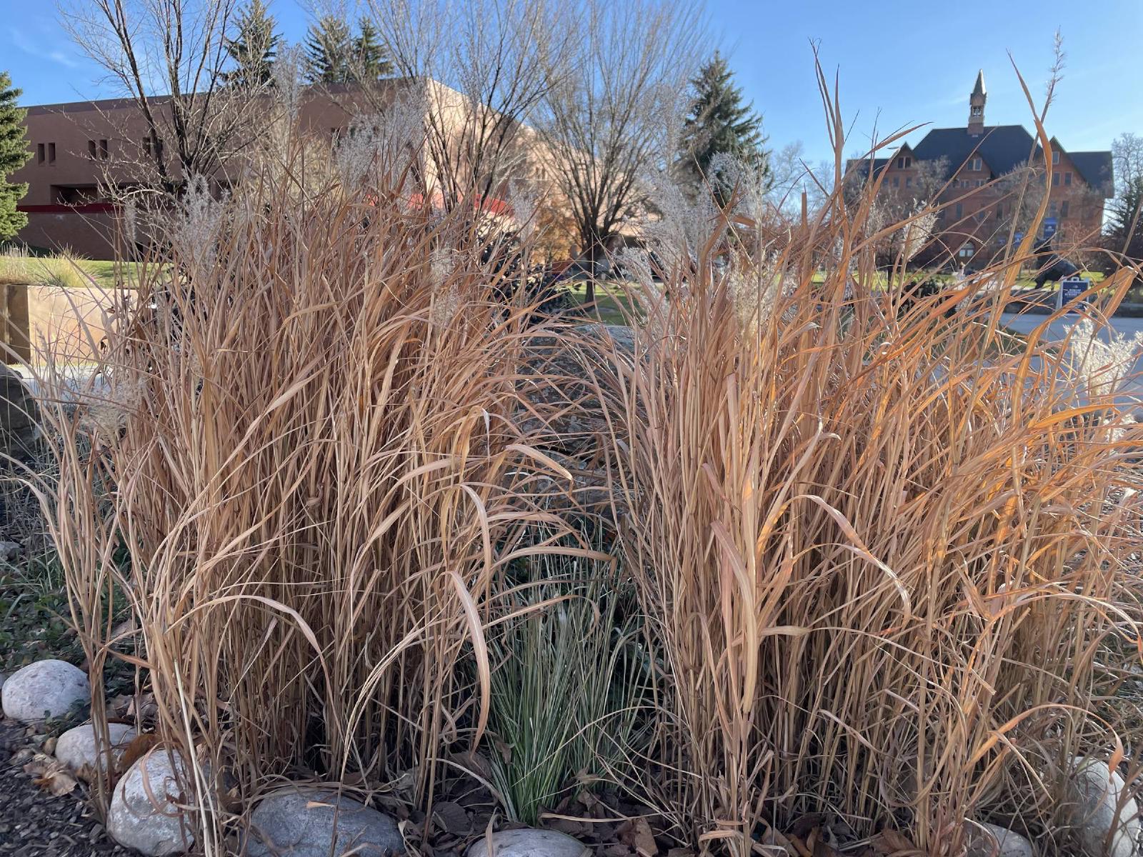 Miscanthus