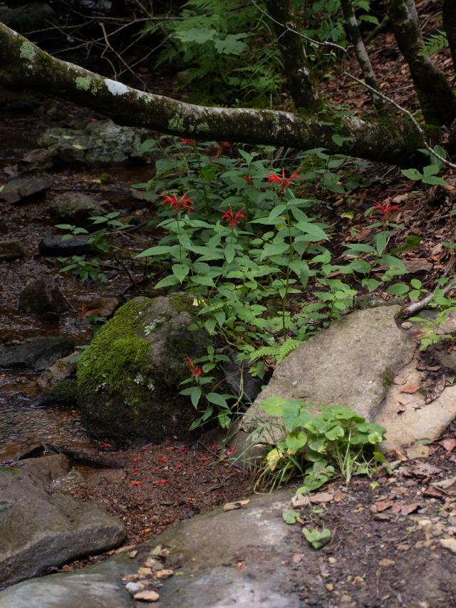 Monarde (Monarda didyma) : plantation, entretien et gestion de l'oidium