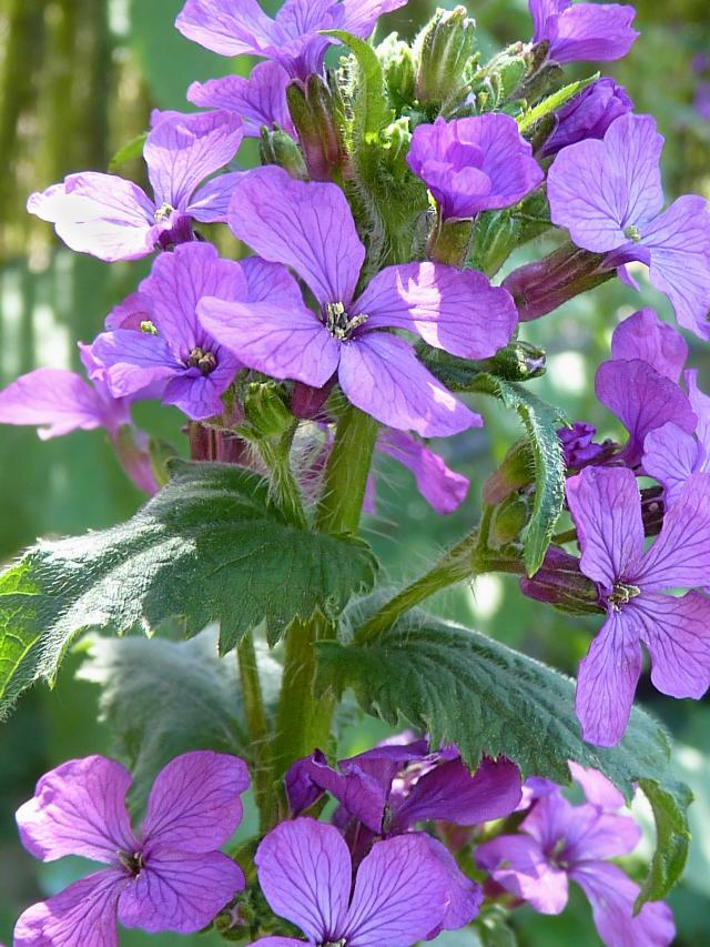 Monnaie-du-pape (Lunaria annua) : semis, culture et entretien