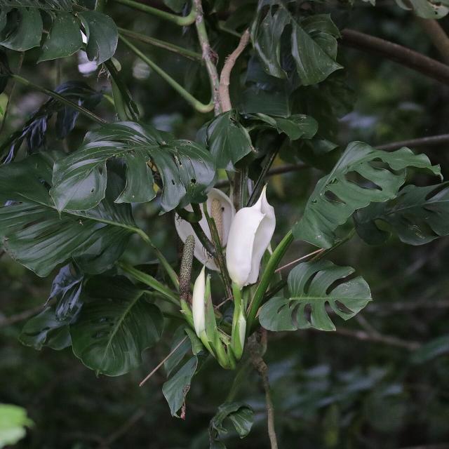 Monstera adansonii : entretien, arrosage et culture en interieur