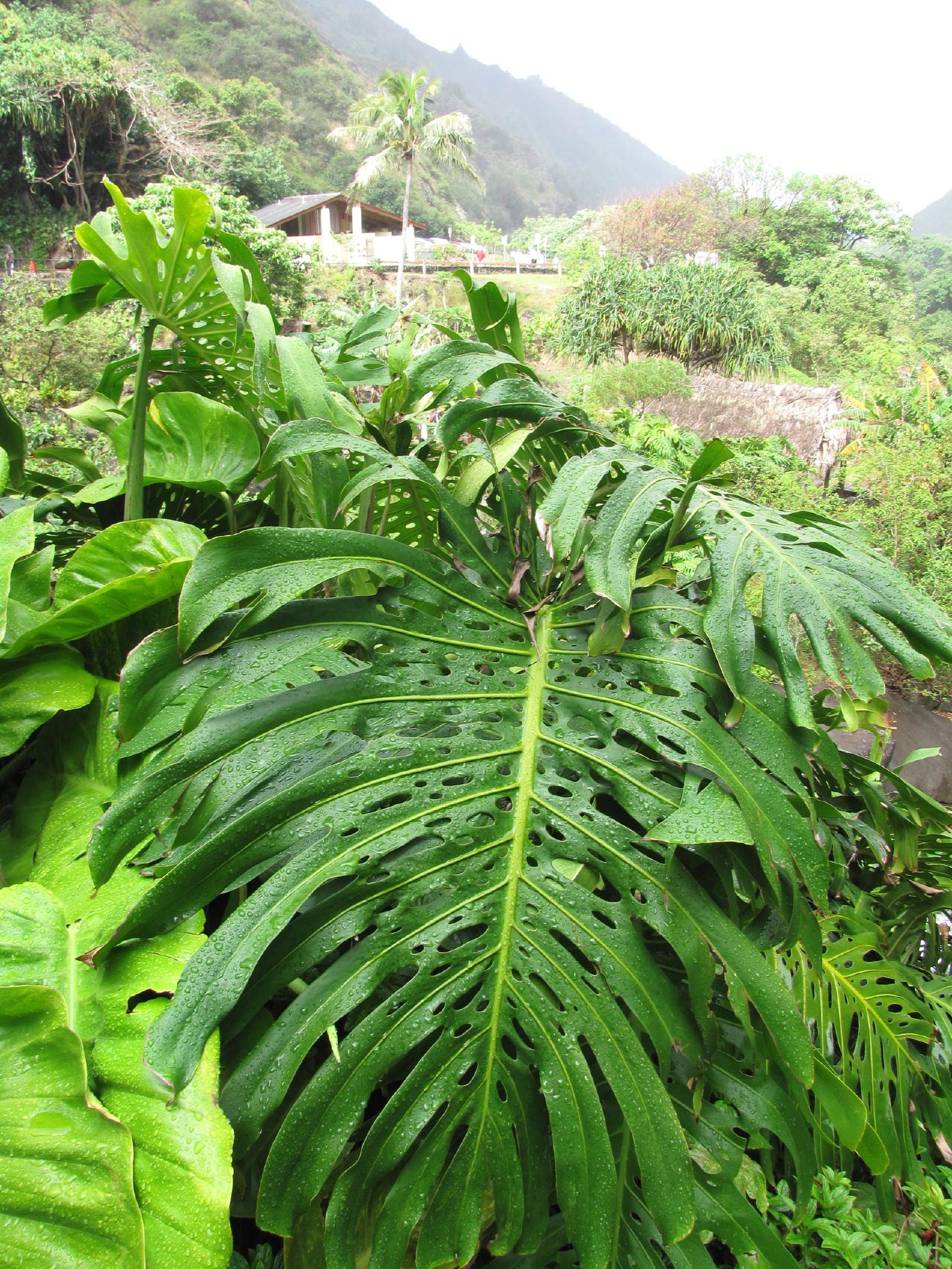 Monstera borsigiana