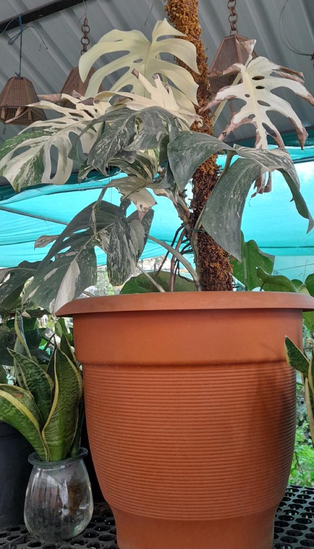 Monstera Thai Constellation : entretien et différence avec l'albo