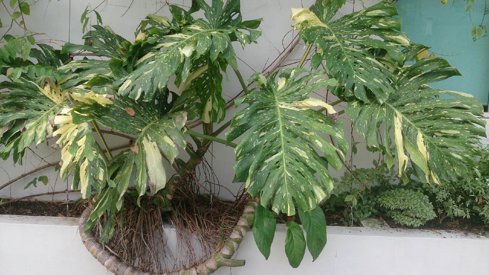 Monstera albo variegata