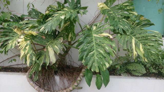 Monstera albo variegata : entretien et conseils pour la panachure