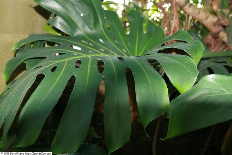 Monstera deliciosa