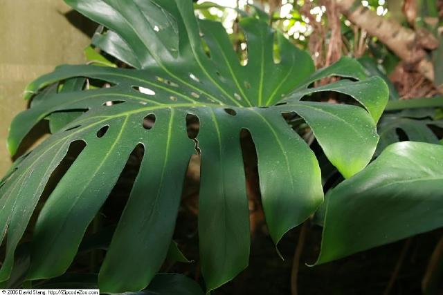 Monstera deliciosa : entretien, arrosage et culture en interieur