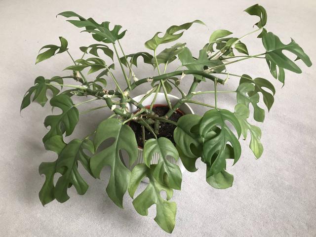 Monstera minima : entretien du Rhaphidophora tetrasperma