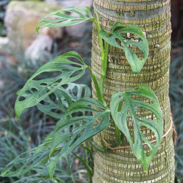 Monstera obliqua : entretien et différence avec l'adansonii