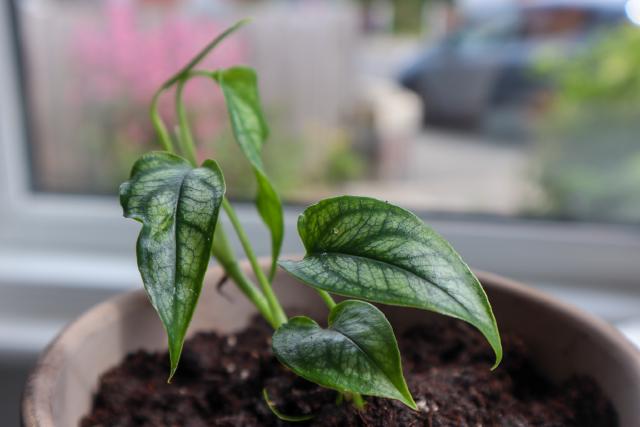 Monstera siltepecana : entretien de la silver monstera
