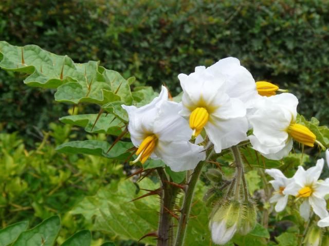 Morelle de Balbis (Solanum sisymbriifolium) : semis, culture et récolte