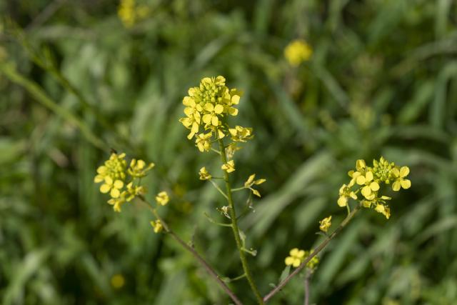 Moutarde blanche : semer cet engrais vert au potager