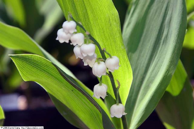 Muguet (Convallaria majalis) : plantation, entretien et culture au jardin