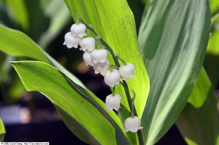 Muguet