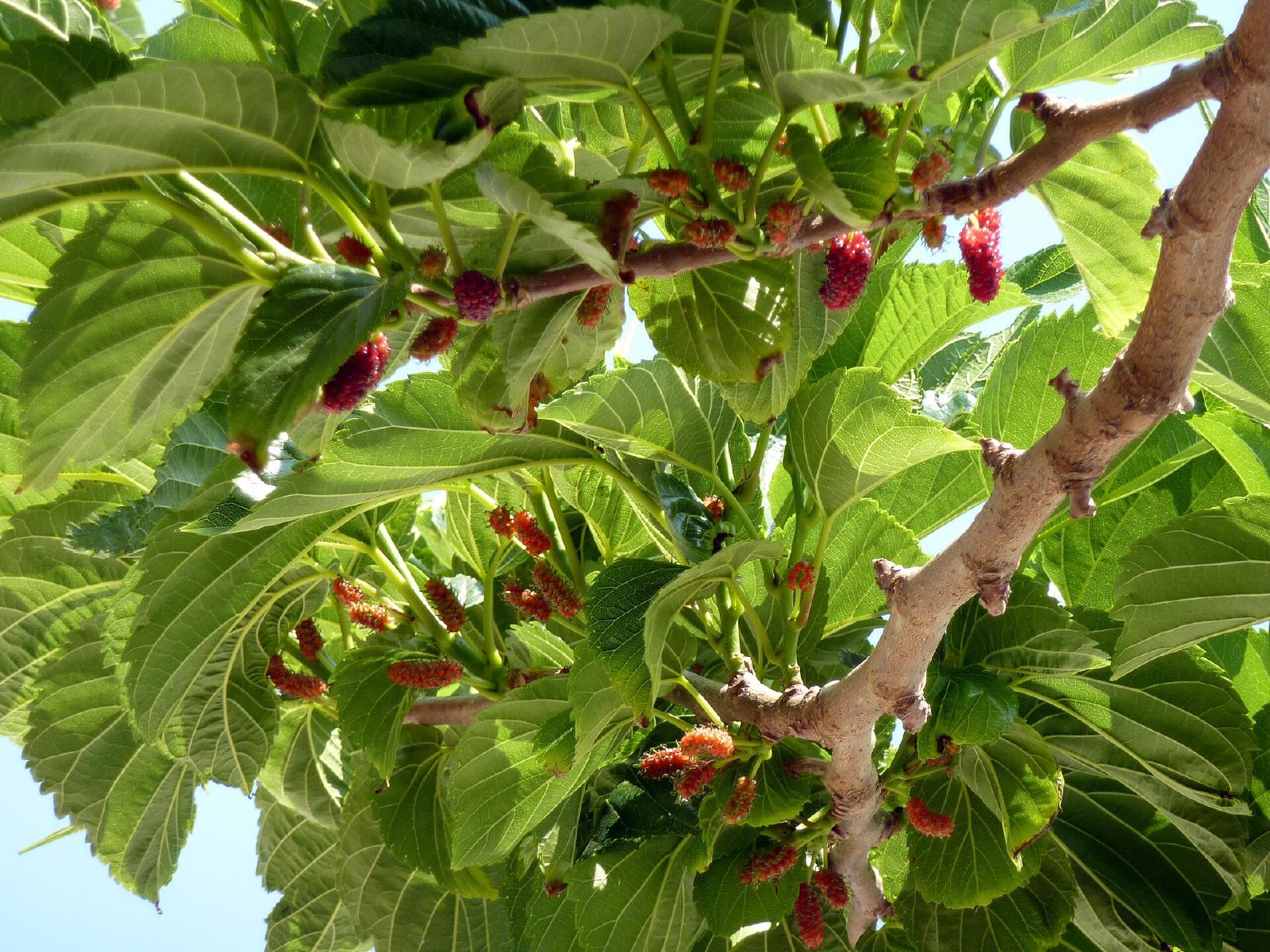 Mûrier platane