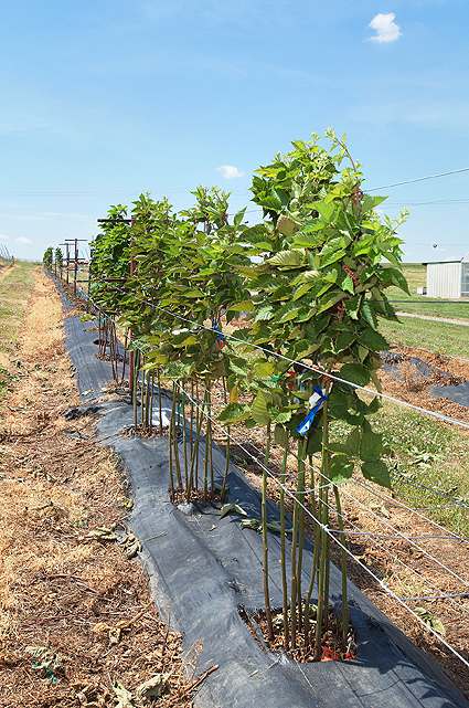 Mûrier sans épines : plantation, palissage, taille et entretien