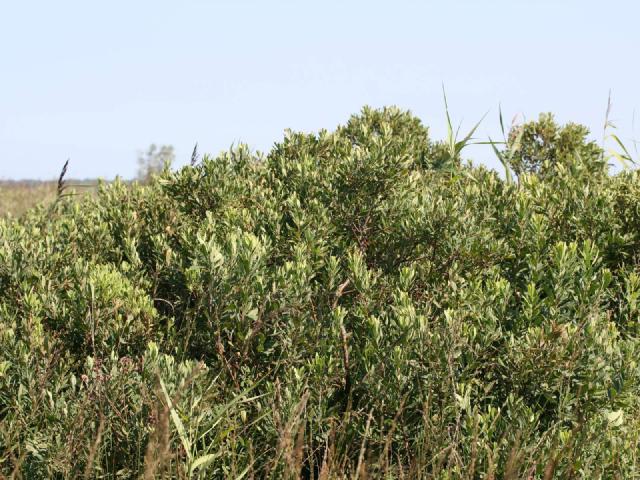 Piment royal : culture du Myrica gale