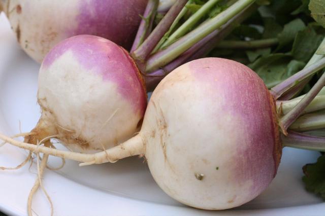 Navet (Brassica rapa subsp. rapa) : semis, culture et récolte