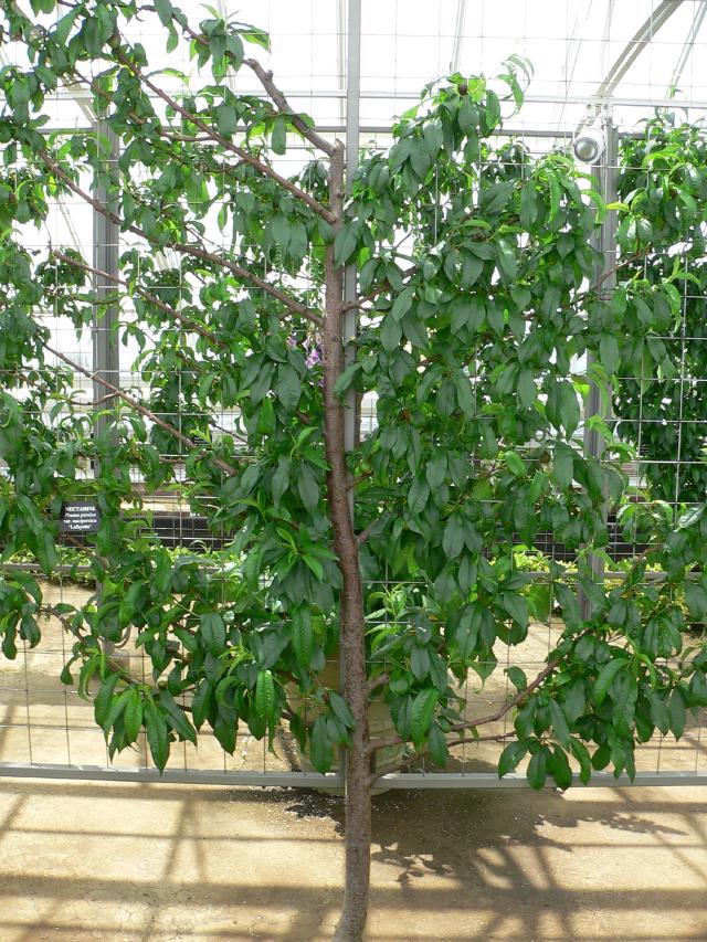 Nectarinier (Prunus persica) : plantation, taille et entretien