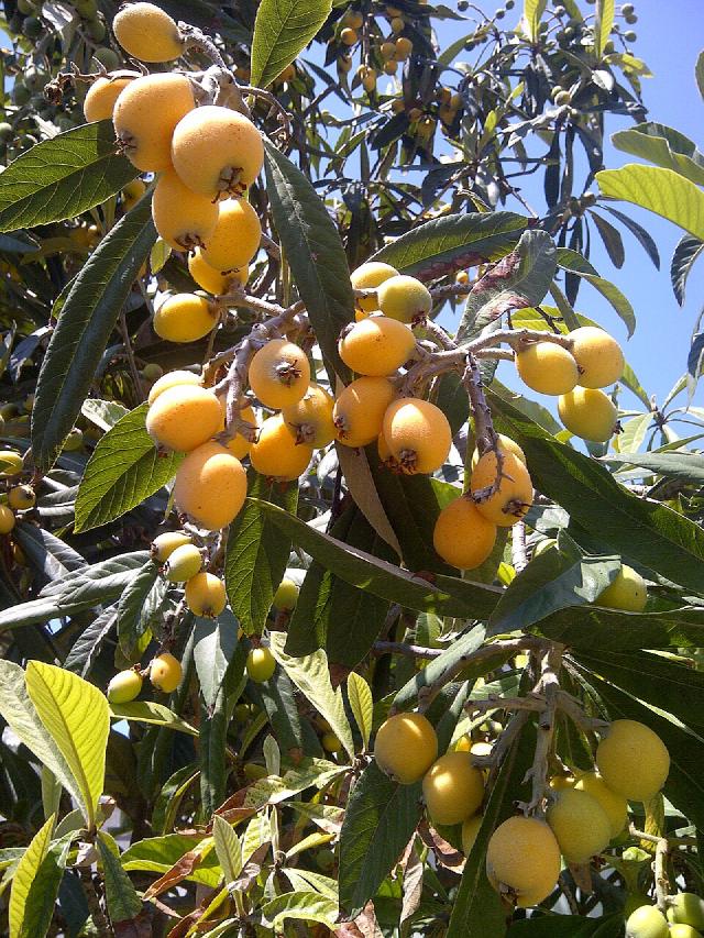 Néflier du Japon (Eriobotrya japonica) : plantation, taille et entretien