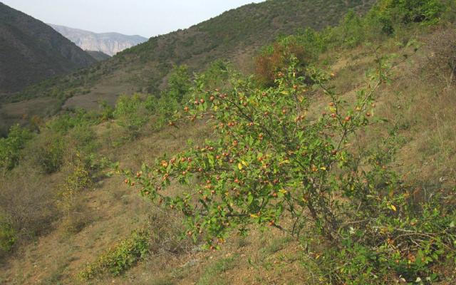Néflier commun (Mespilus germanica) : plantation, taille, récolte et entretien